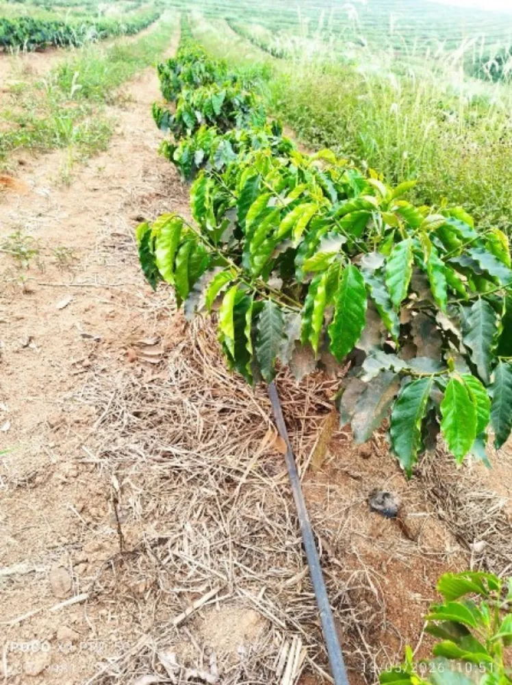 Fazenda, 65 hectares - Foto 2
