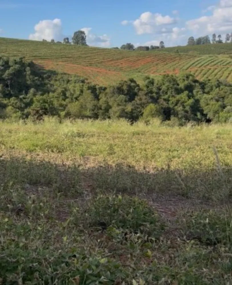 Fazenda, 65 hectares - Foto 5