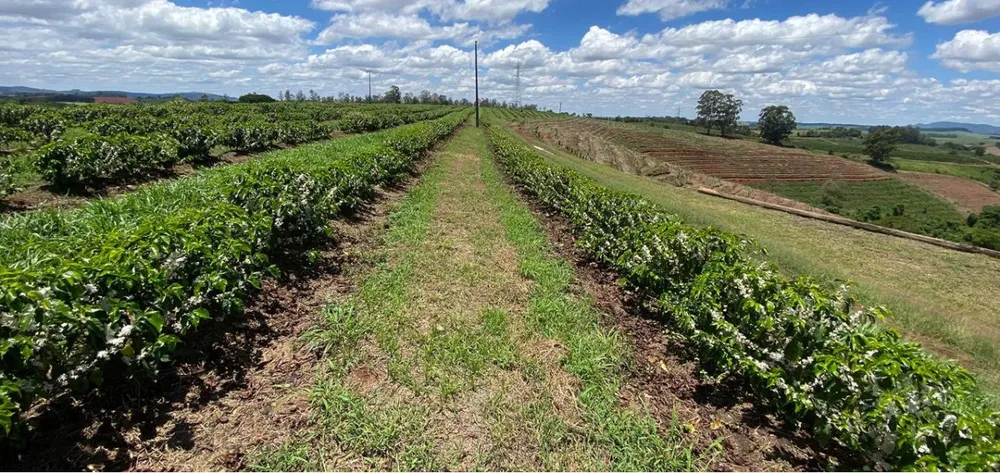 Sítio, 1 quarto, 24 hectares - Foto 1
