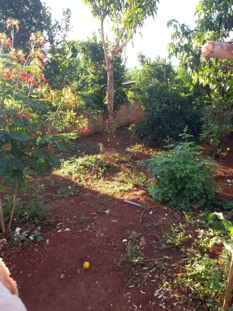 Chácara, 3 quartos - Foto 4