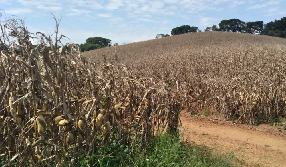 Fazenda, 177 hectares - Foto 8