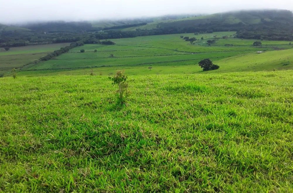 Fazenda, 177 hectares - Foto 18