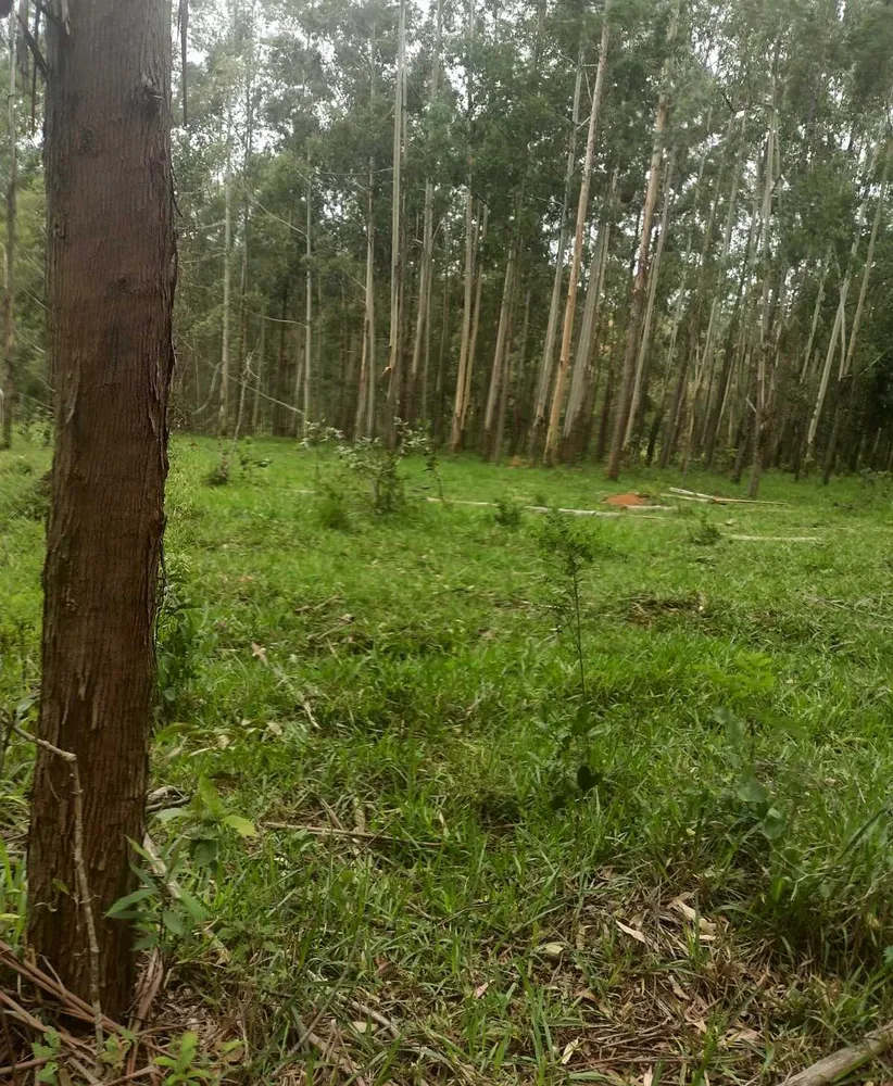 Fazenda, 60 hectares - Foto 3