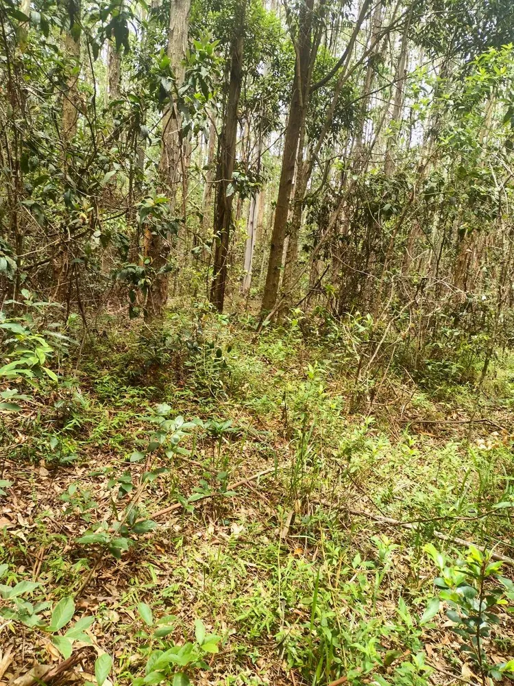 Fazenda, 60 hectares - Foto 1