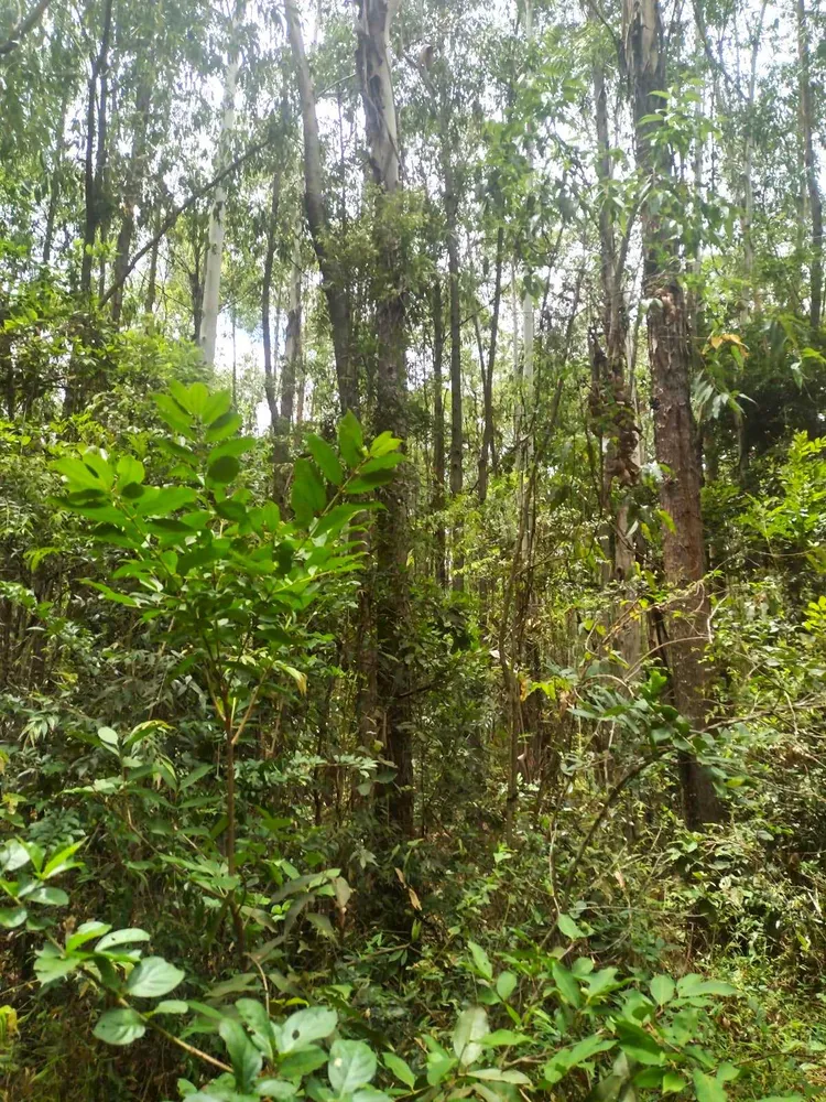 Fazenda, 60 hectares - Foto 2