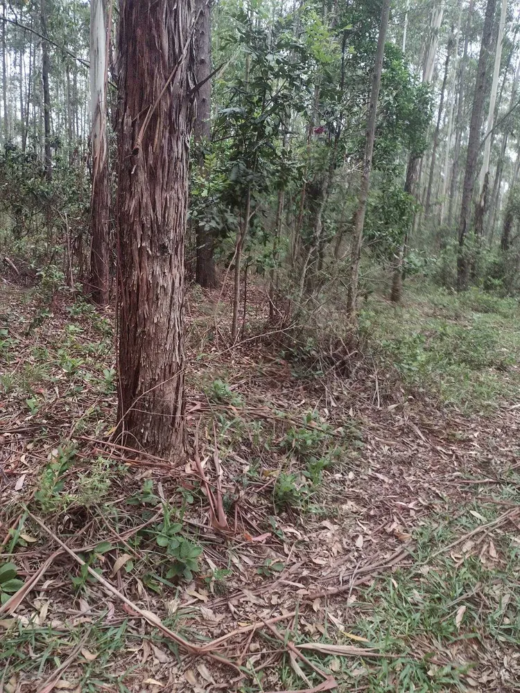Fazenda, 60 hectares - Foto 4