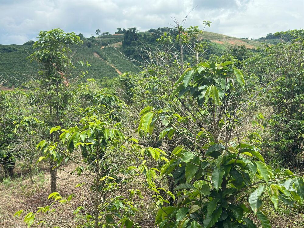 Fazenda à venda com 2 quartos, 160000m² - Foto 2