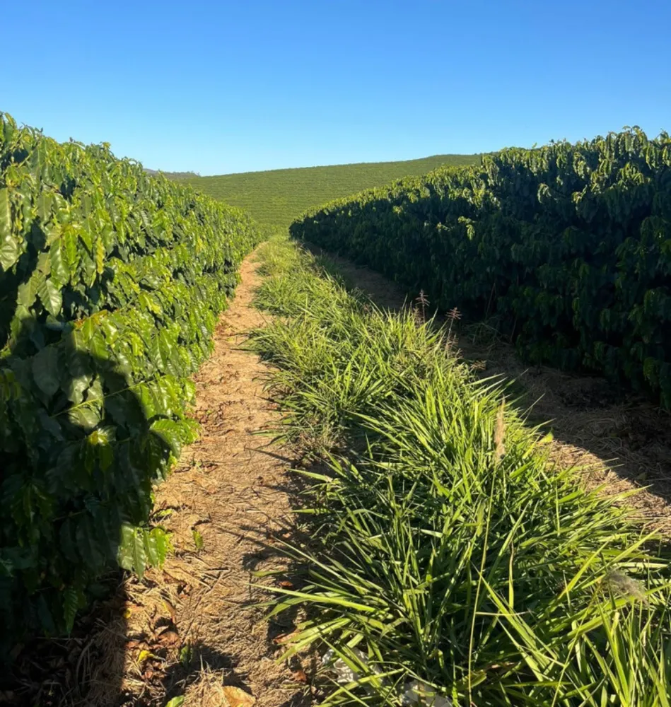 Fazenda, 24 hectares - Foto 3