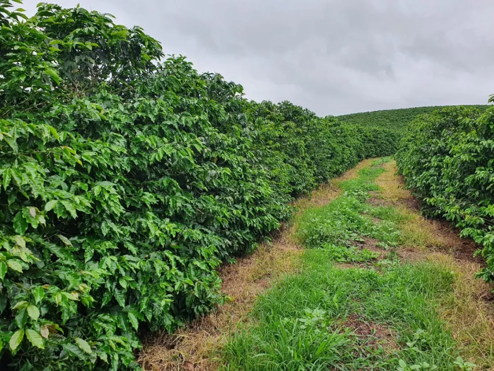 Fazenda, 24 hectares - Foto 1