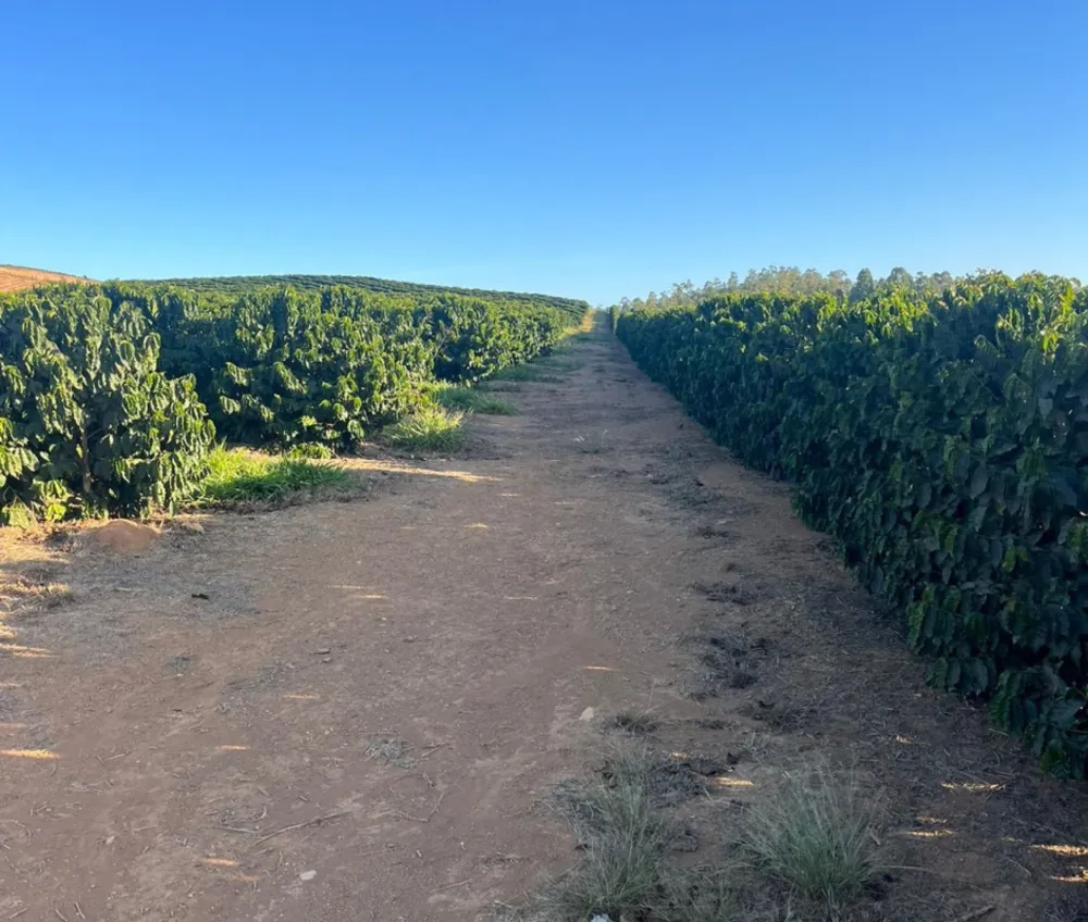 Sítio, 1 quarto, 24 hectares - Foto 10