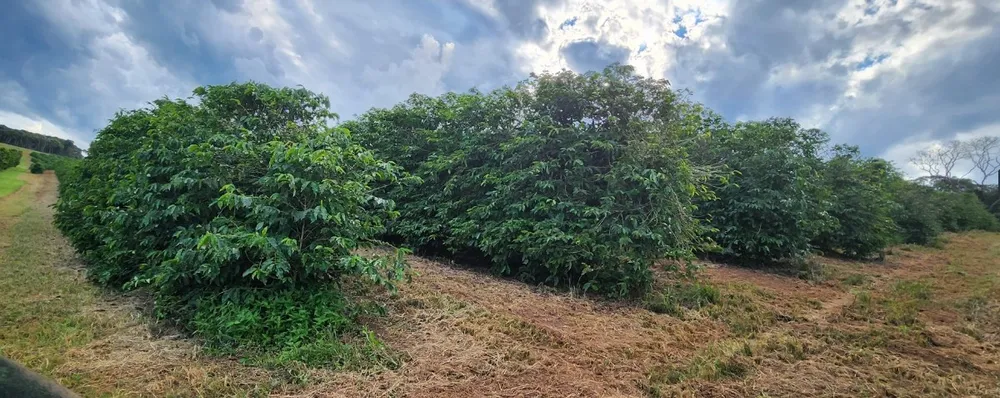Fazenda, 120 hectares - Foto 3