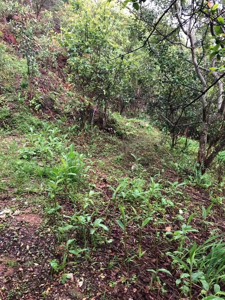 Terreno, 5775 m² - Foto 6