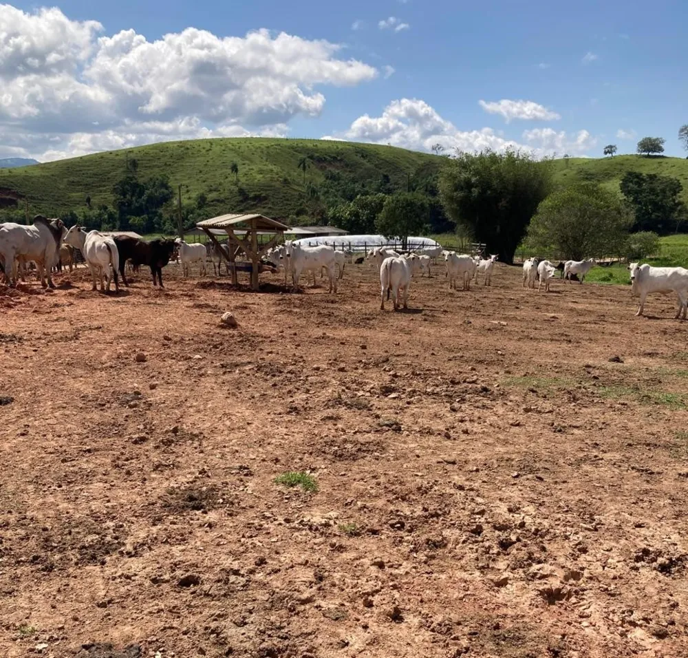 Fazenda, 165 hectares - Foto 5