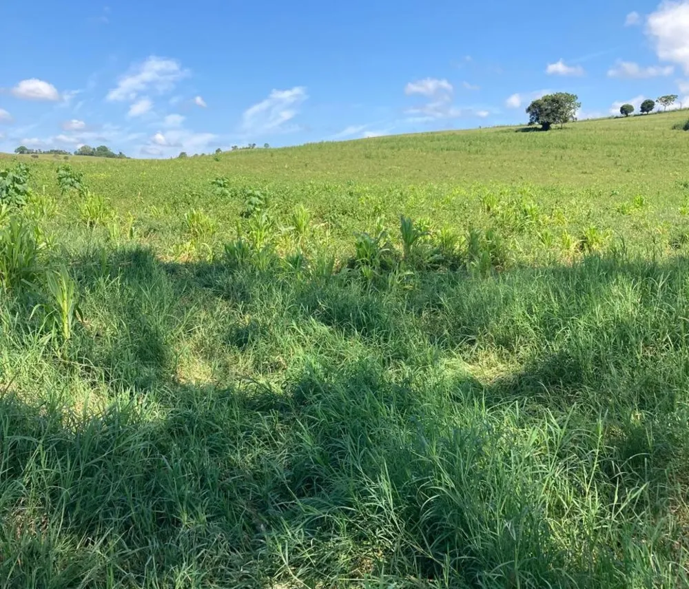 Fazenda, 165 hectares - Foto 4
