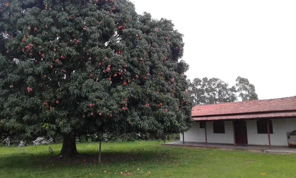Fazenda, 3260 hectares - Foto 11