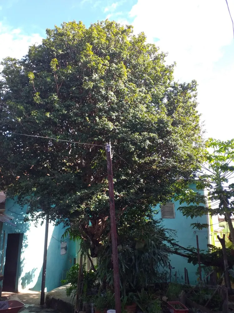 Casa, 4 quartos, 259 m² - Foto 4