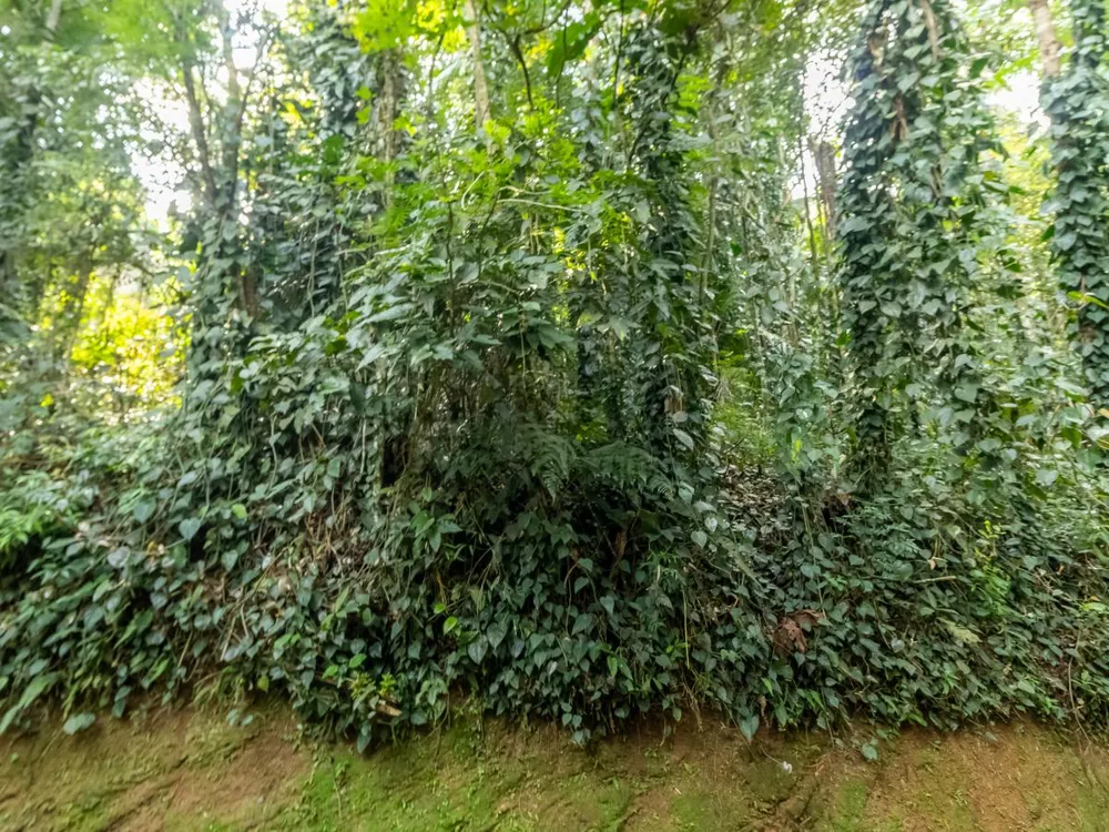 Terreno, 5339 m² - Foto 4