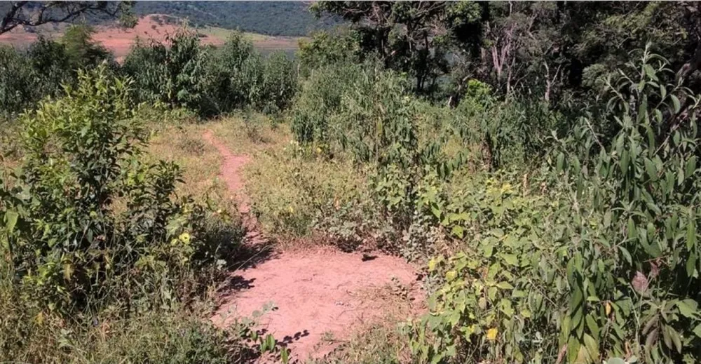 Terreno, 6 hectares - Foto 4