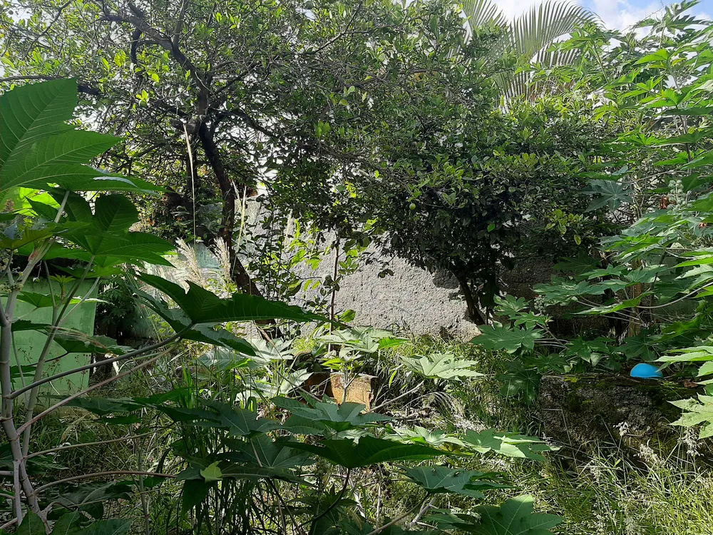 Casa, 3 quartos, 438 m² - Foto 2