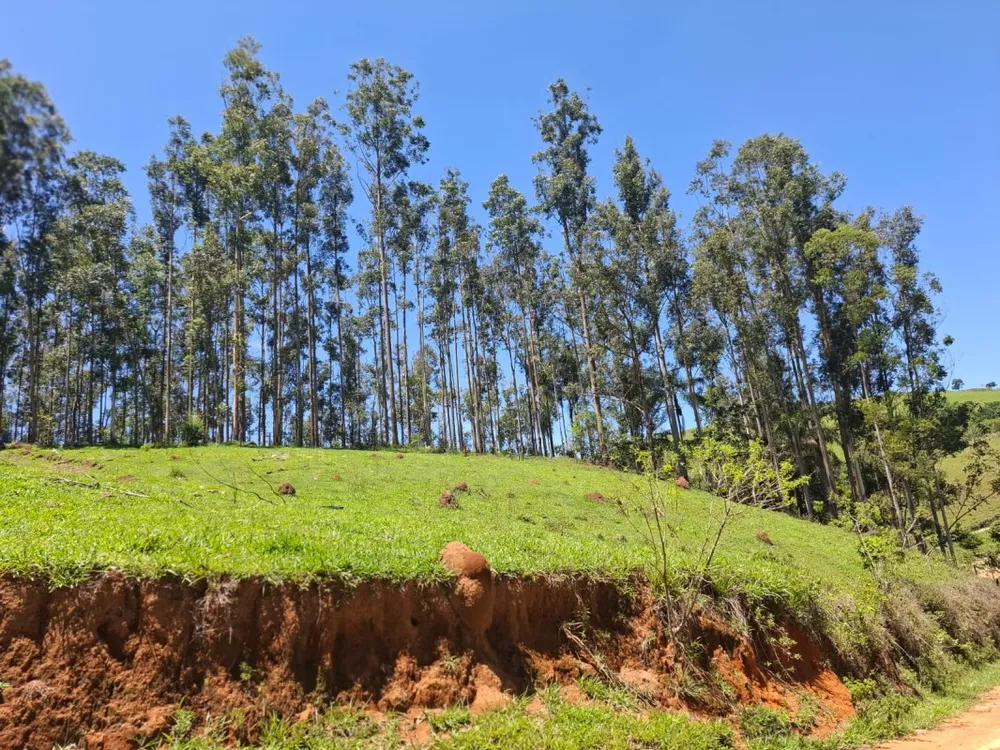 Fazenda, 131 hectares - Foto 7