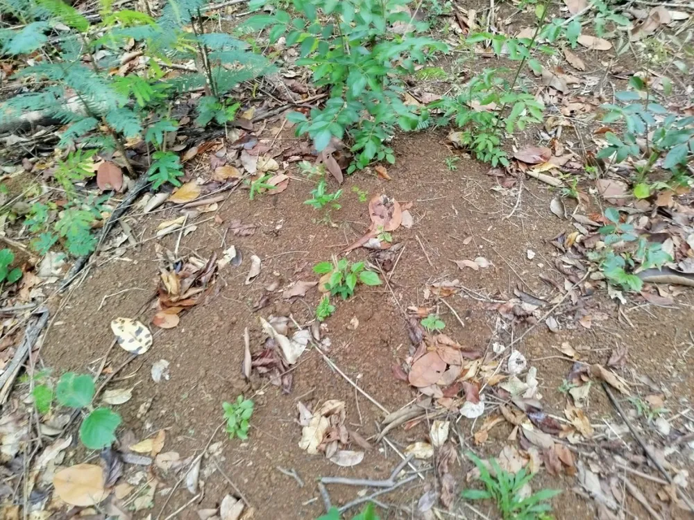 Fazenda, 1 quarto - Foto 12