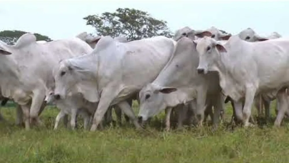 Fazenda, 247 hectares - Foto 2