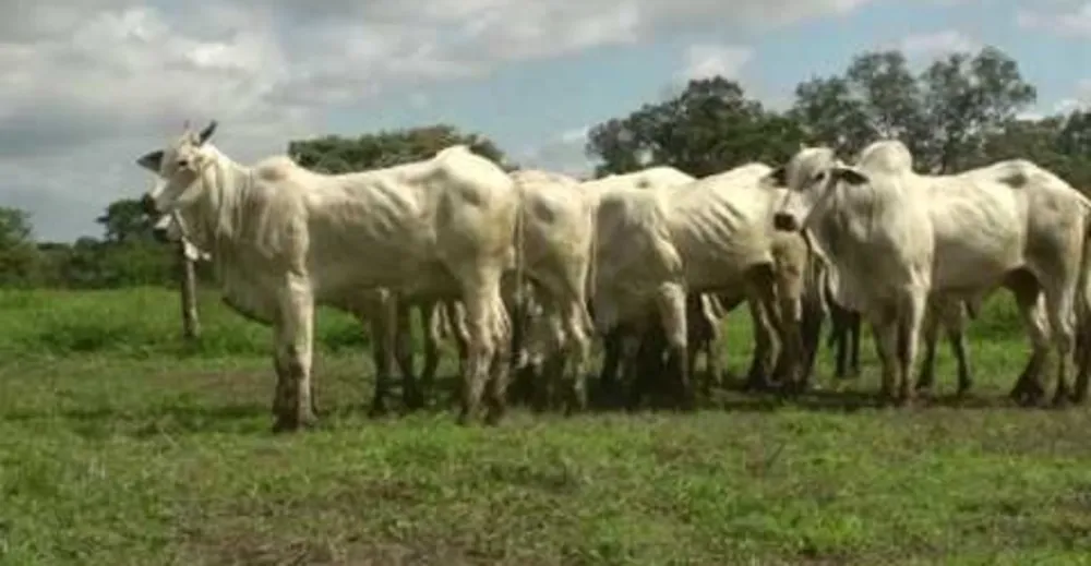 Fazenda, 247 hectares - Foto 3