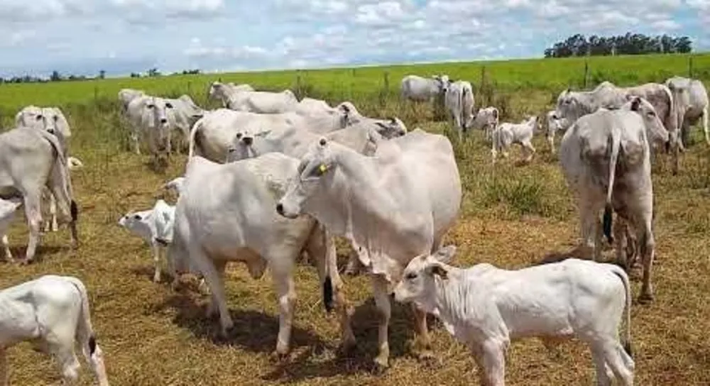 Fazenda, 247 hectares - Foto 7