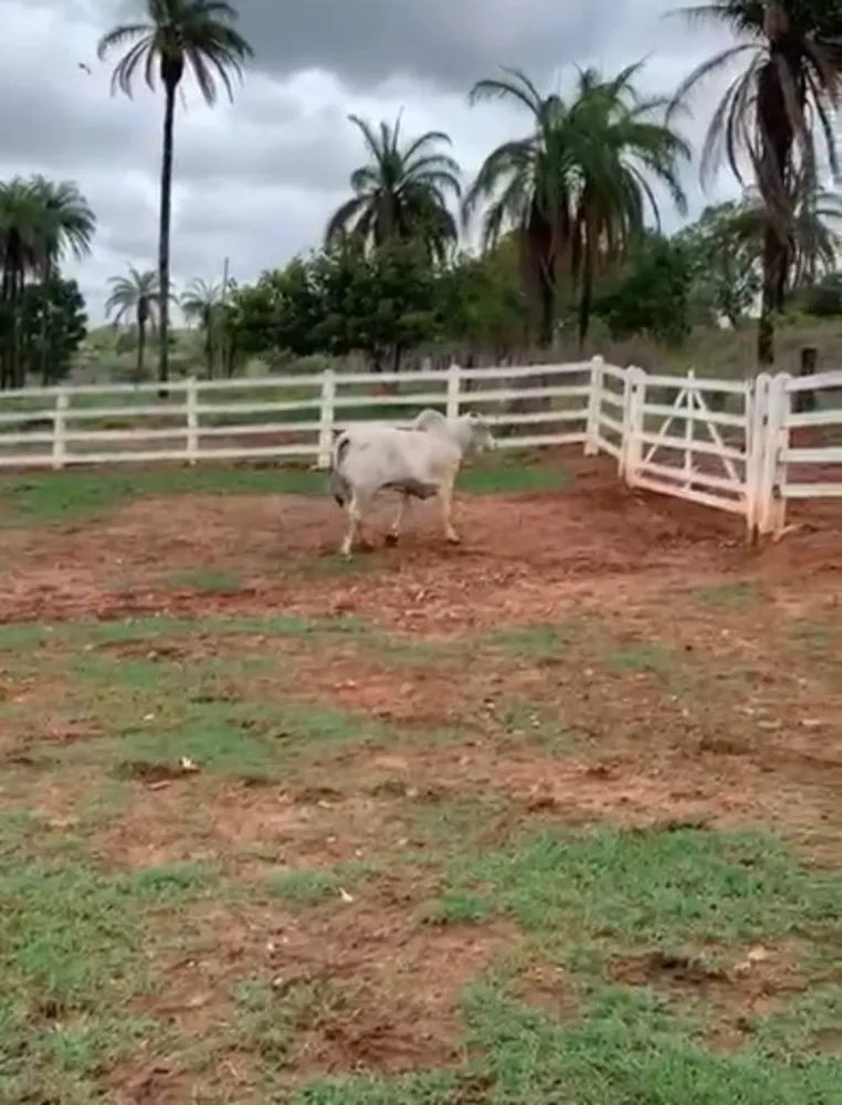 Fazenda, 247 hectares - Foto 14
