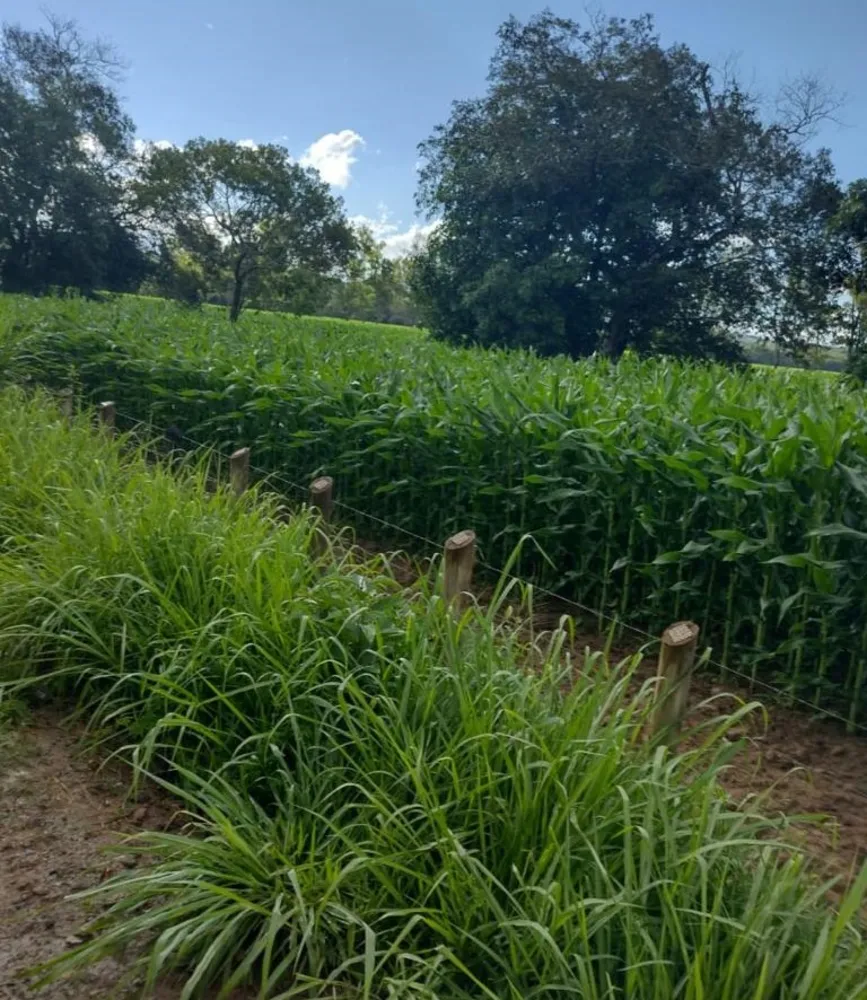 Fazenda, 247 hectares - Foto 8