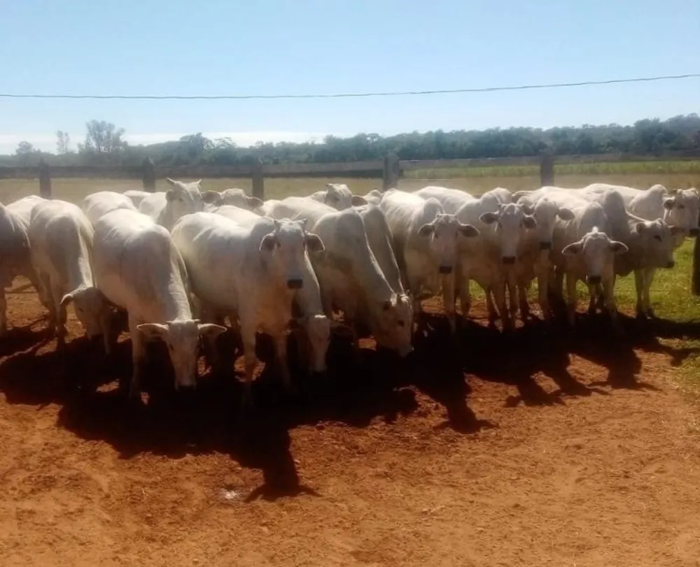 Fazenda, 247 hectares - Foto 16