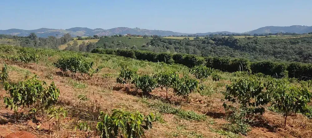 Fazenda, 126 hectares - Foto 10