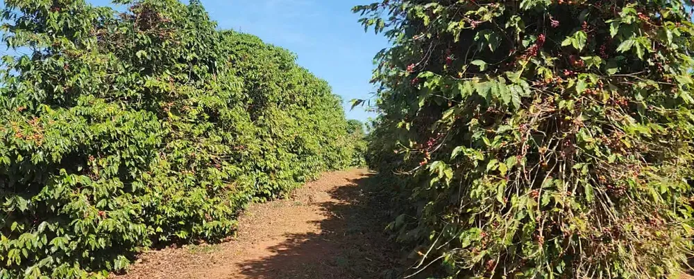 Fazenda, 126 hectares - Foto 11