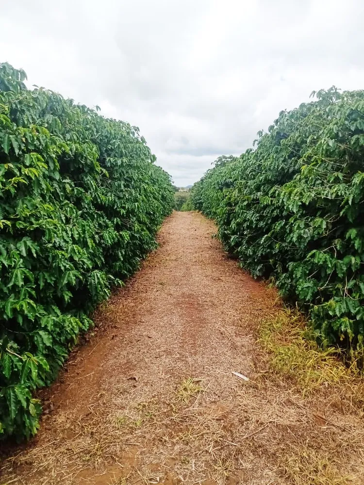 Fazenda, 126 hectares - Foto 8