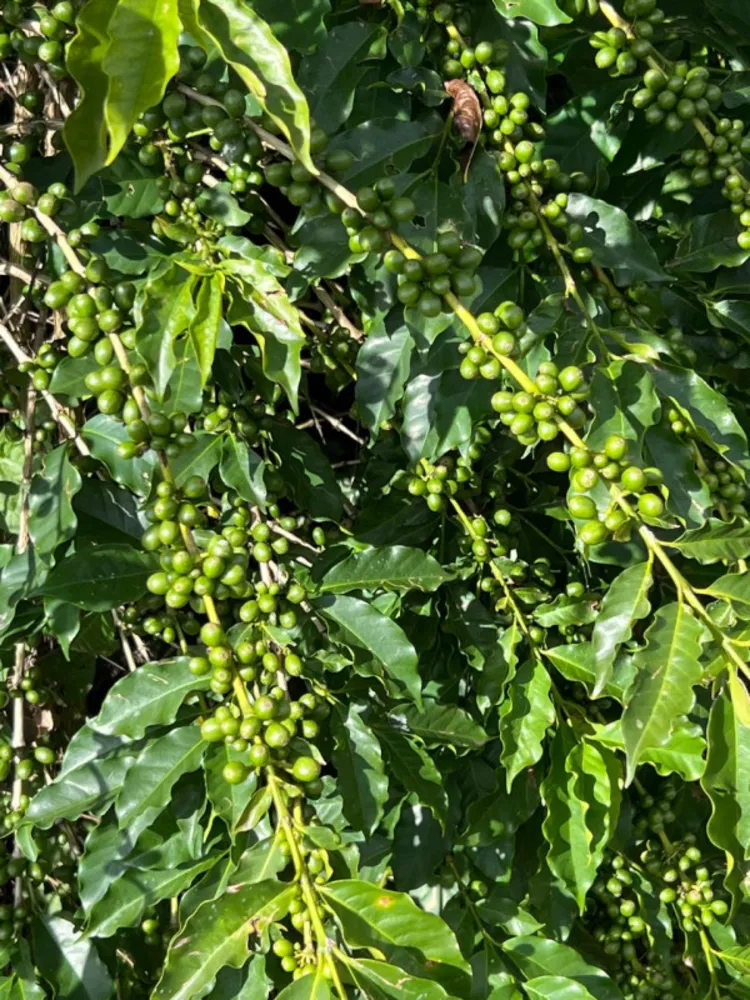 Fazenda, 1 quarto - Foto 7