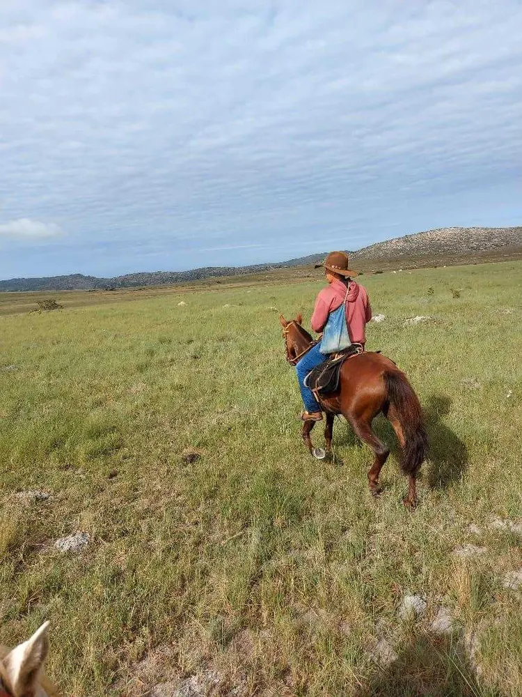 Fazenda, 300 hectares - Foto 15