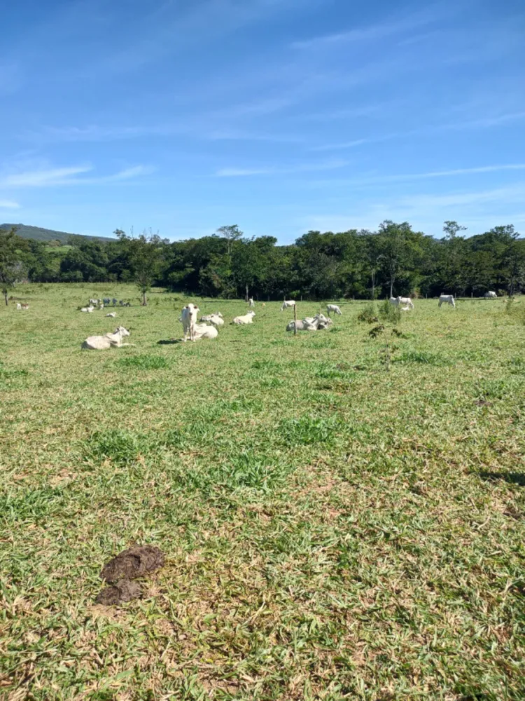 Fazenda, 30 hectares - Foto 7