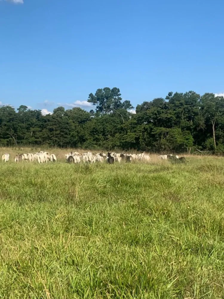 Fazenda, 12 quartos - Foto 20