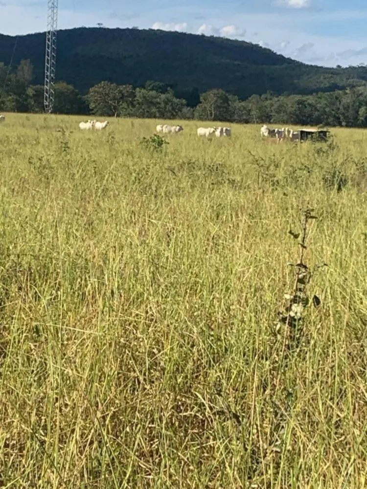 Fazenda, 12 quartos - Foto 14