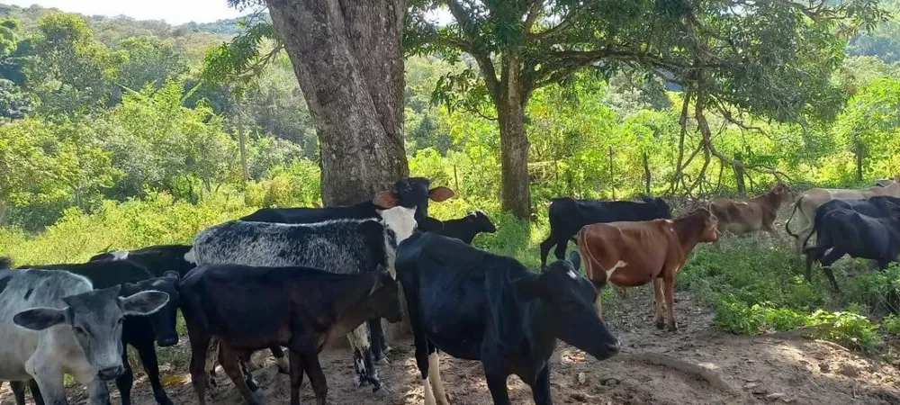 Fazenda, 150 hectares - Foto 6