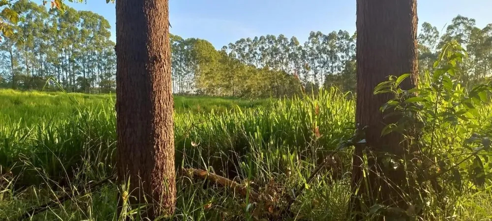 Fazenda, 150 hectares - Foto 15