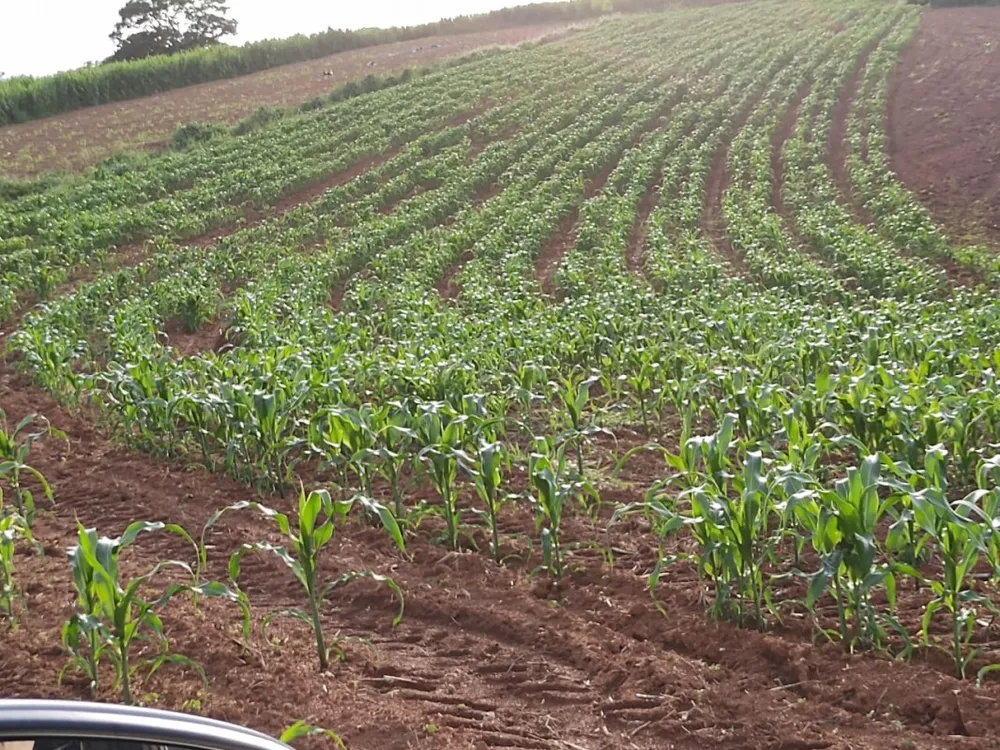 Fazenda, 150 hectares - Foto 2