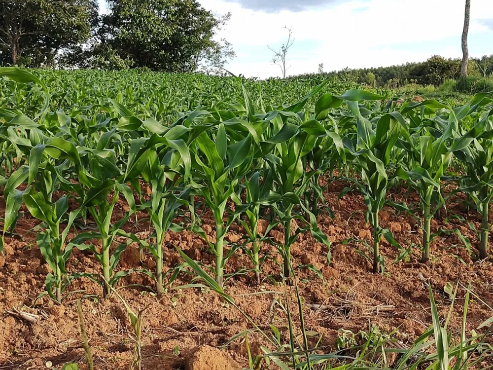 Fazenda, 150 hectares - Foto 11