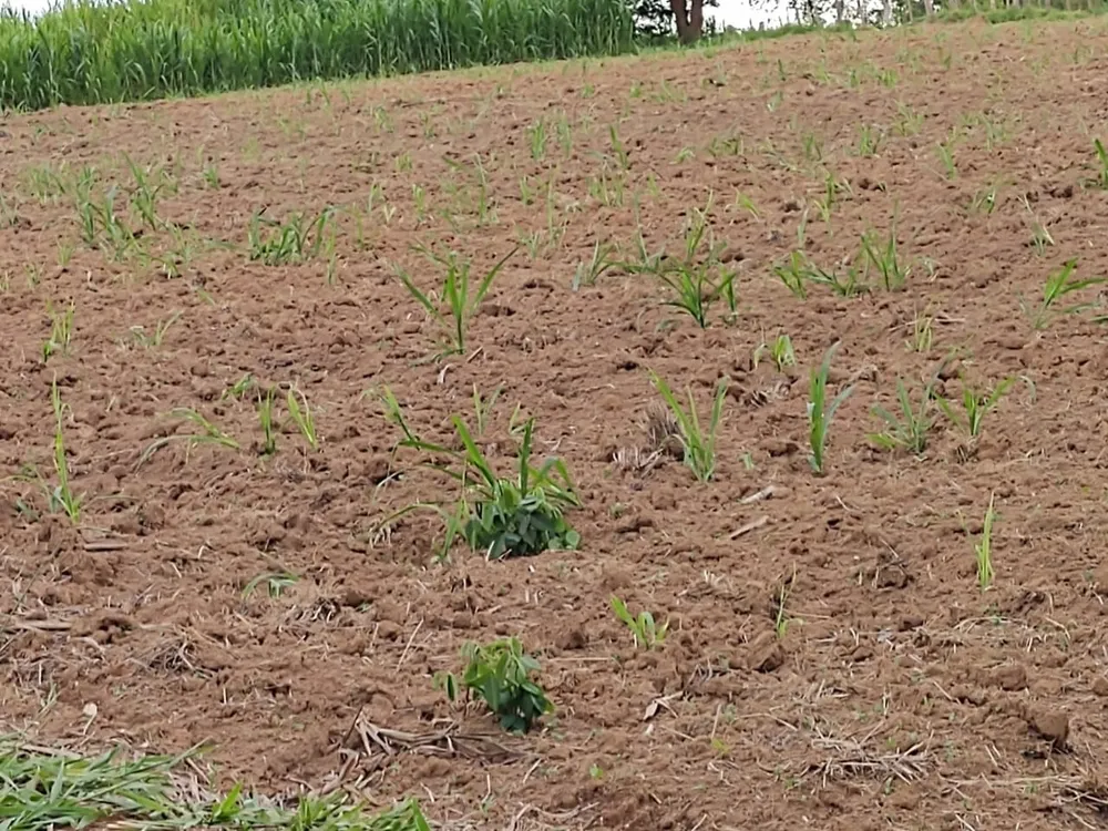 Fazenda, 150 hectares - Foto 1