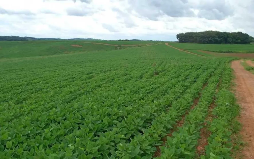 Fazenda, 653 hectares - Foto 8