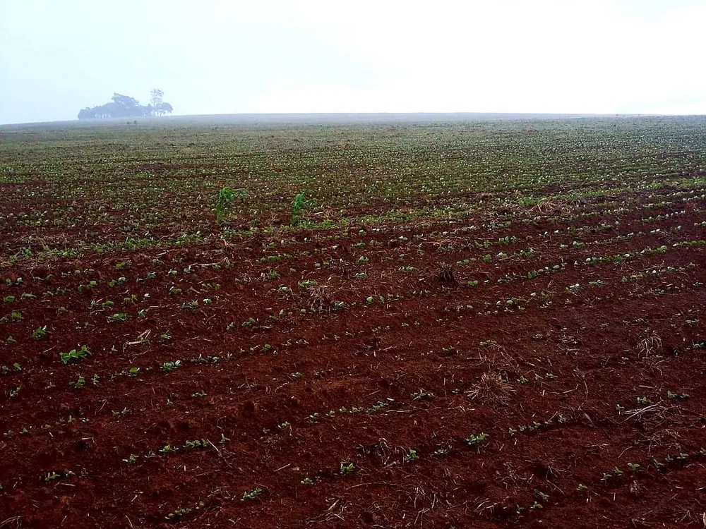 Fazenda, 653 hectares - Foto 6
