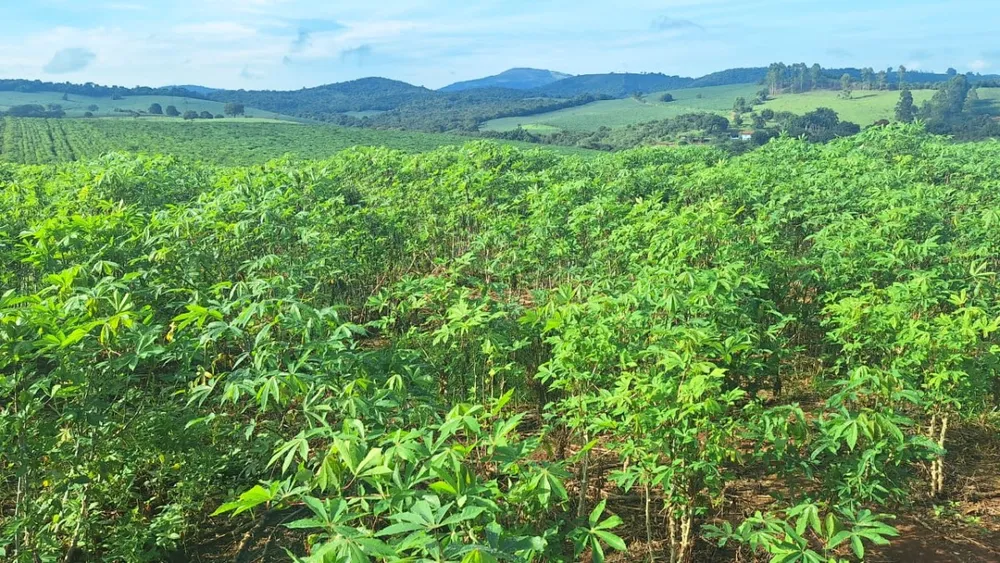 Fazenda, 116 hectares - Foto 1