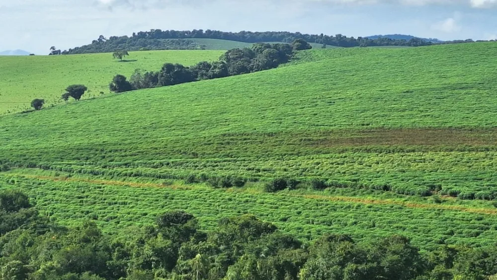 Fazenda, 116 hectares - Foto 7