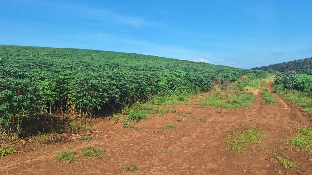 Fazenda, 116 hectares - Foto 4
