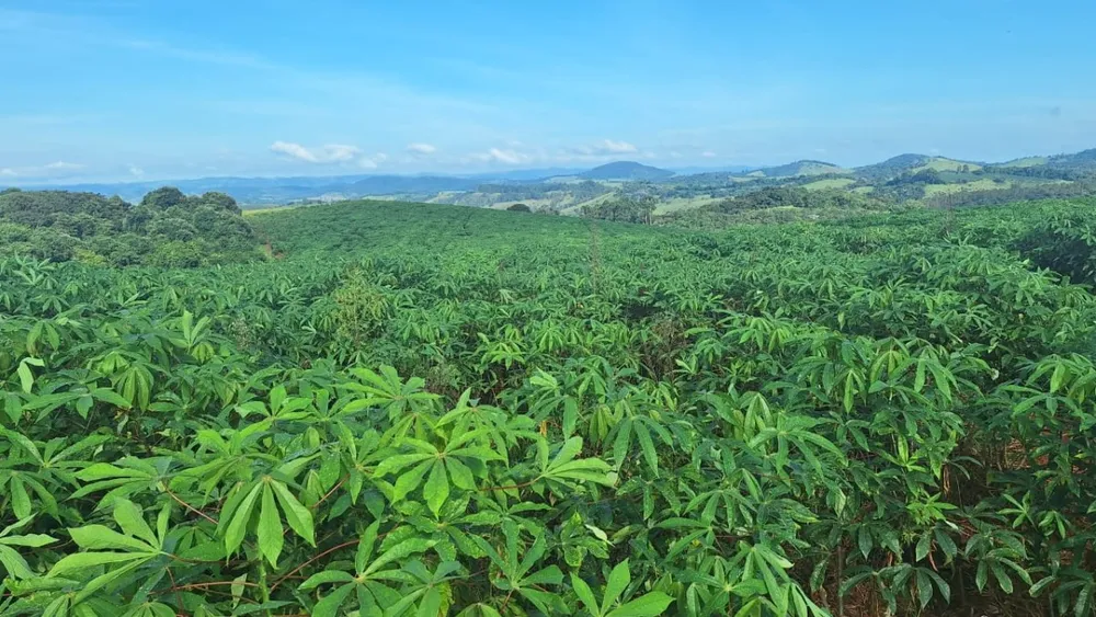Fazenda, 116 hectares - Foto 6